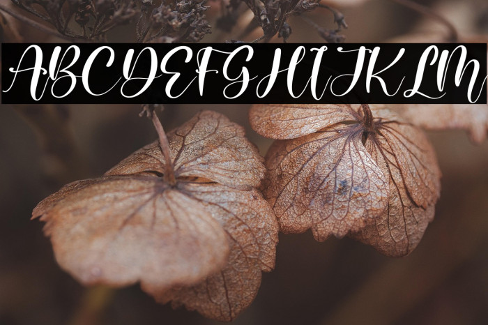 Melisty Patria Example 1