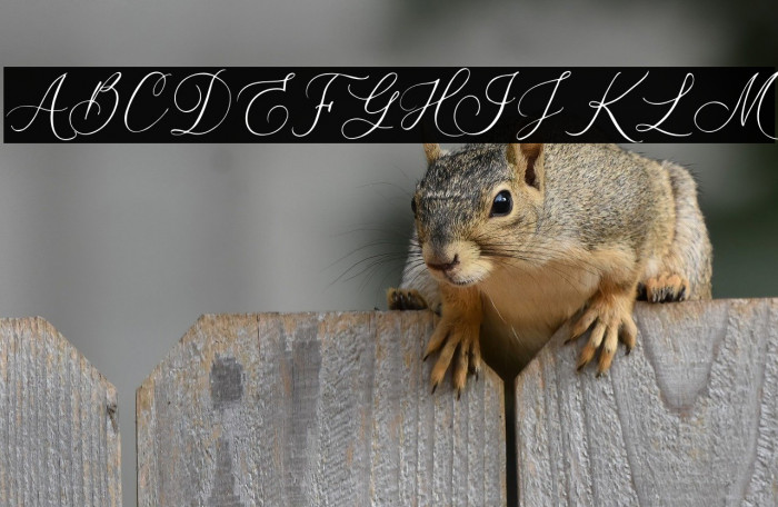 Mellaney Script Example 2