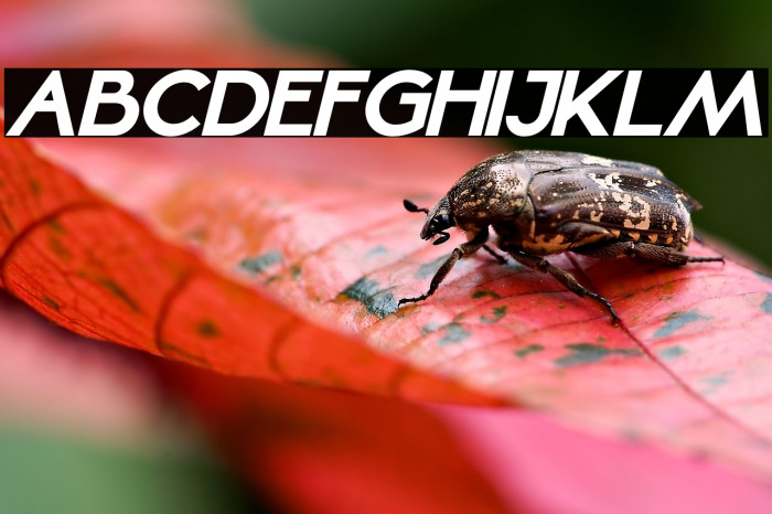 Mellinda Lopez Italic Example 2