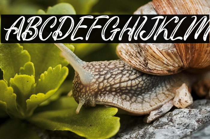 MellisaFREE Example 2