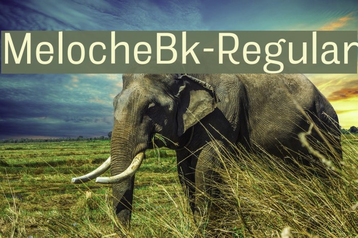 MelocheBk-Regular Font examples