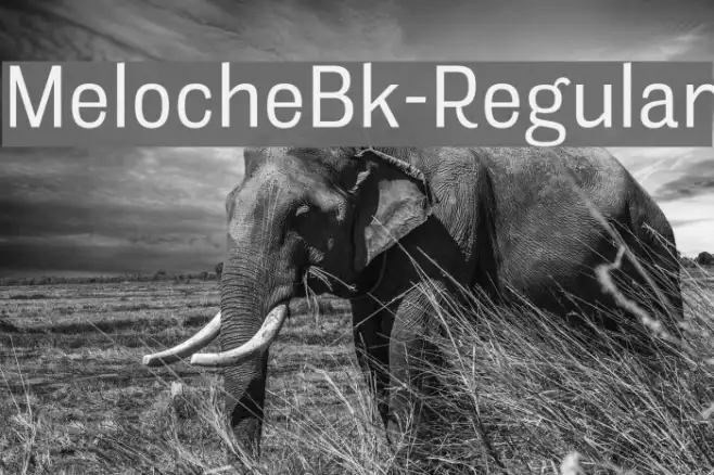 MelocheBk-Regular Example 2