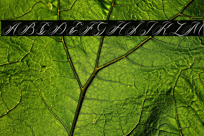 Melody of Love Example 1