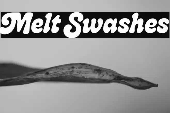 Melt Swashes 字体 examples