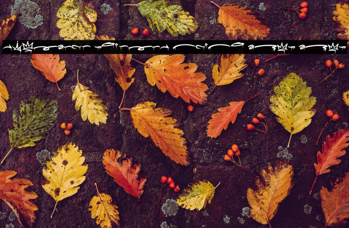 Meltdown Phantom Swash Drip Drip Font examples