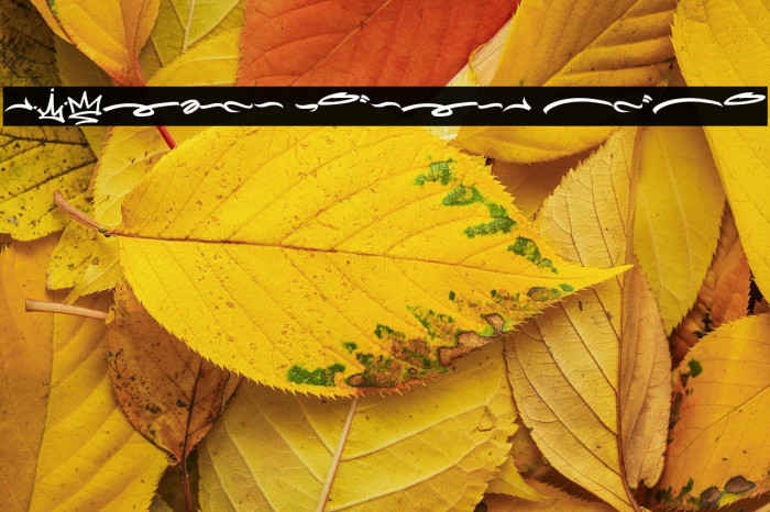 Meltdown Phantom Swash Font examples