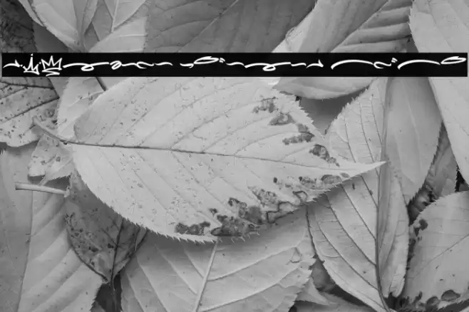 Meltdown Phantom Swash Шрифта examples