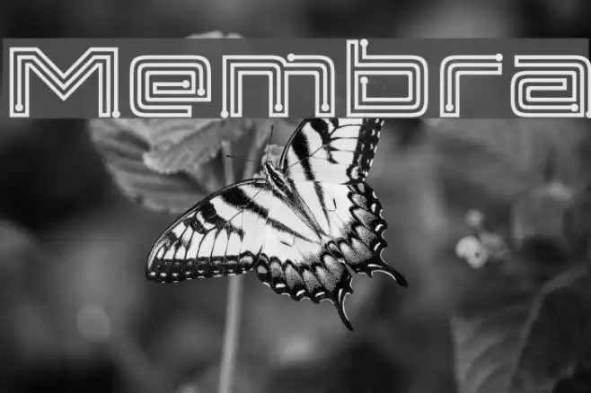 Membra Font examples