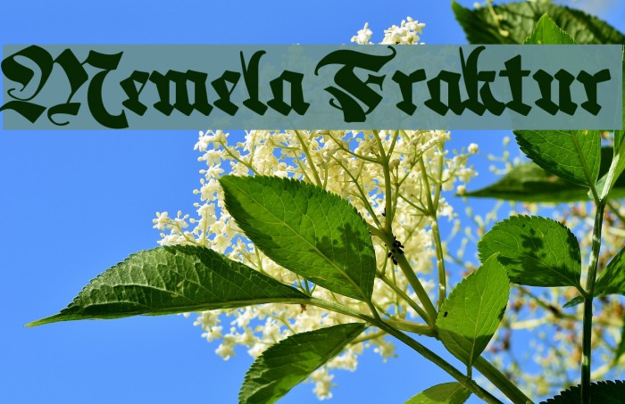 Memela Fraktur Font examples