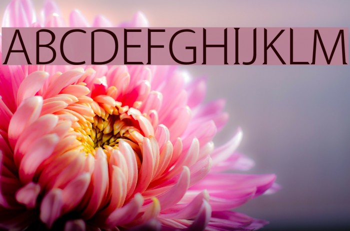 Mens Romance Font examples