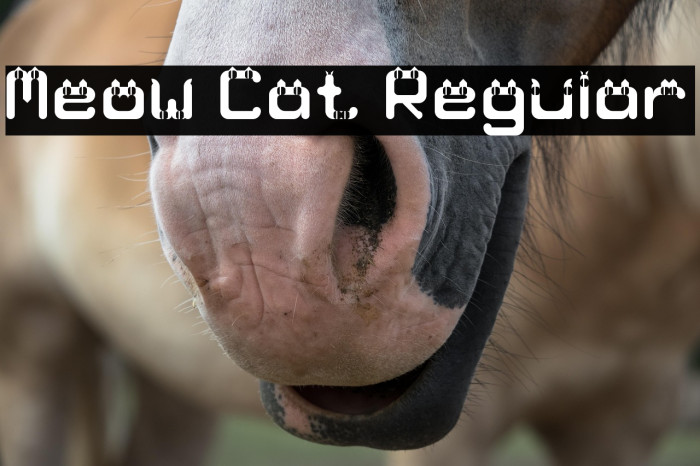 Meow Cat Regular Example 3