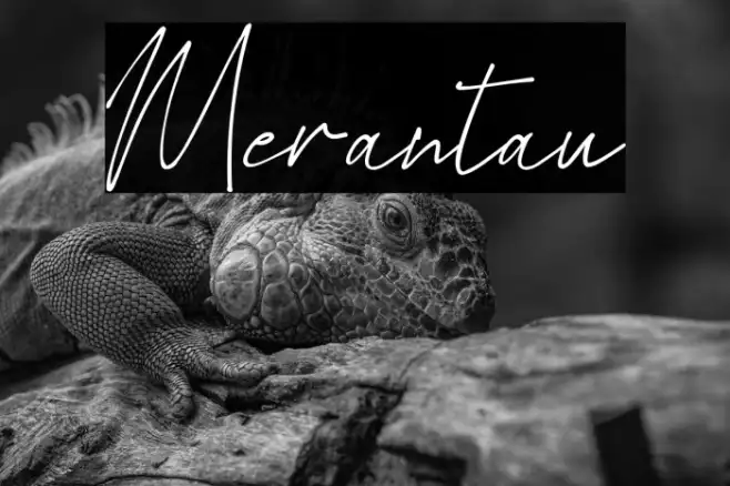 Merantau Example 1