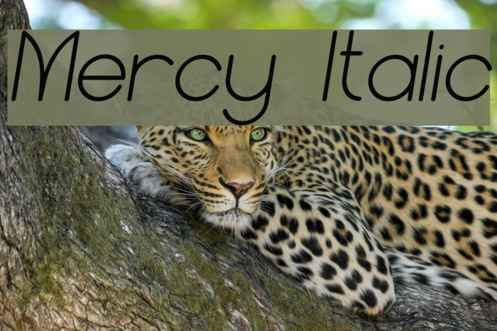 Mercy Italic Font examples