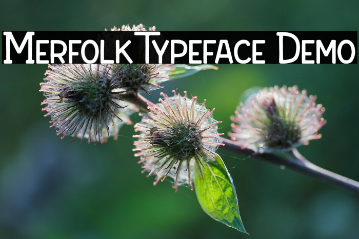 Merfolk Typeface Demo Example 3