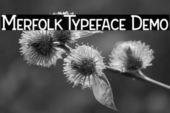 Merfolk Typeface Demo Example 3