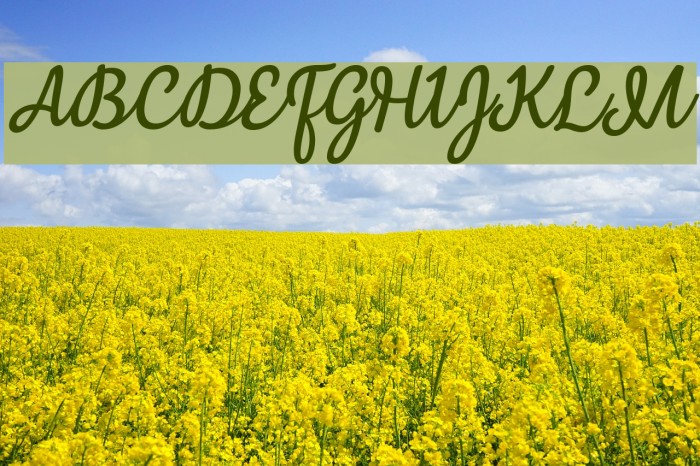 Mergic Italic Font examples