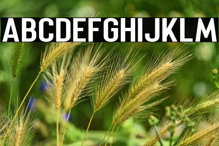 Merhique Black Example 2