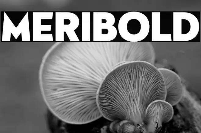 Meribold Example 2