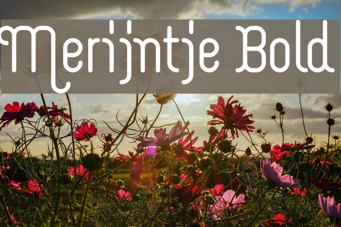 Merijntje Bold Example 2