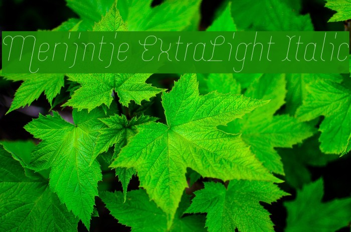 Merijntje ExtraLight Italic Font examples