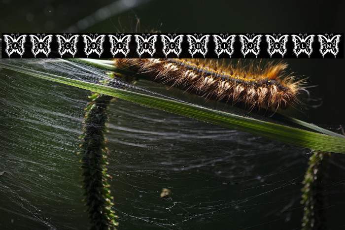 Merissa Monogram Example 2