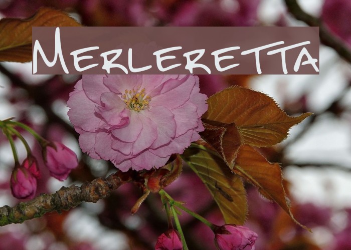 Merleretta Font examples