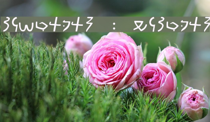 Meroitic - Demotic Font examples