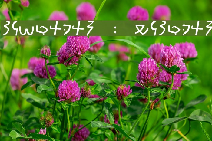 Meroitic - Demotic Font examples