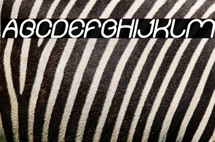 Merpati Putih Bold Italic Example 3