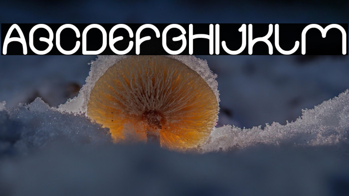 Merpati Putih Bold Example 1