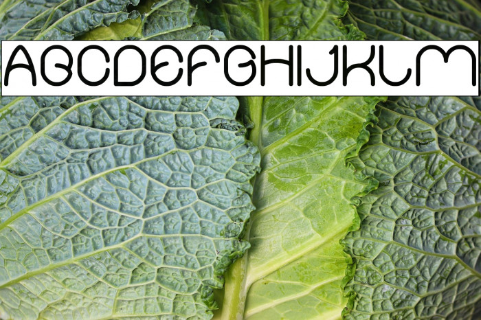 Merpati Putih-Inverse Example 2