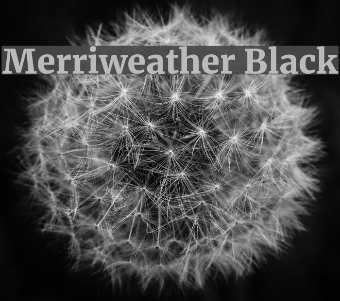 Merriweather Black Font examples