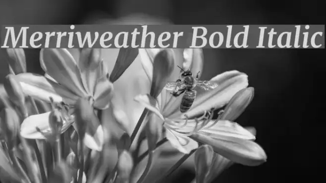 Merriweather Bold Italic Example 3