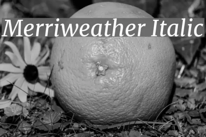 Merriweather Italic Font examples
