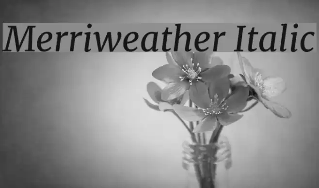 Merriweather Italic Font examples