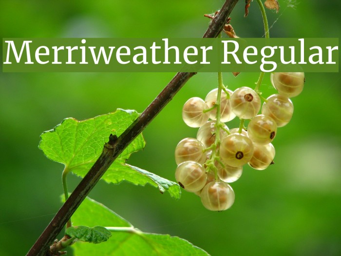 Merriweather Regular Font examples