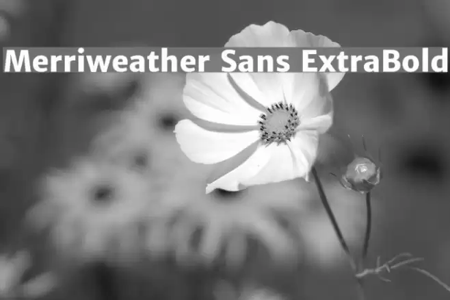 Merriweather Sans ExtraBold Font examples