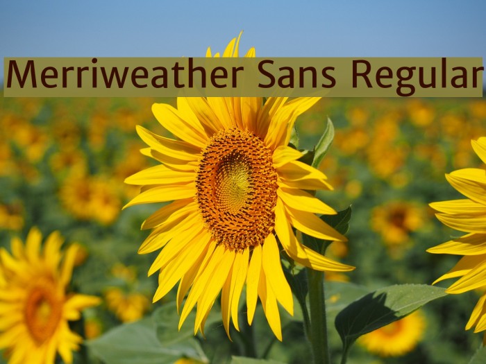 Merriweather Sans Regular Font examples