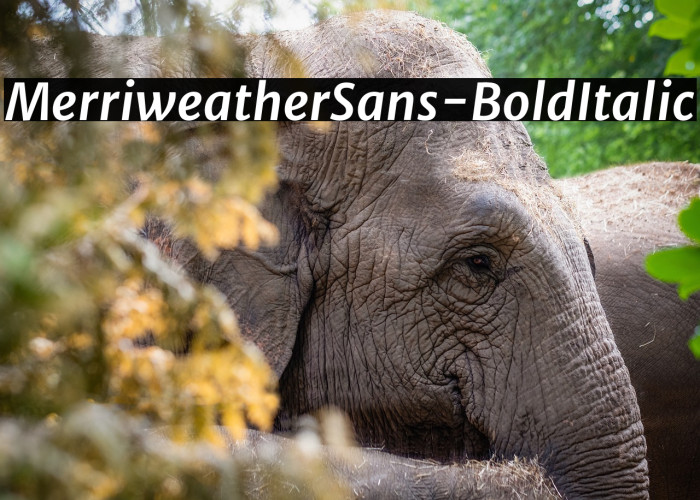MerriweatherSans-BoldItalic Example 2