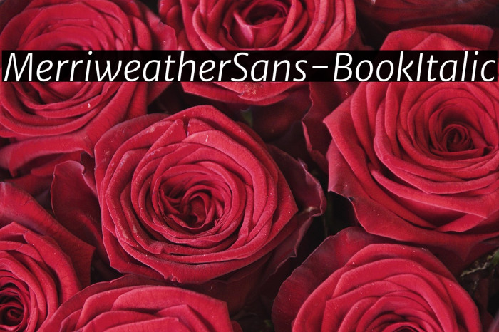 MerriweatherSans-BookItalic Example 3