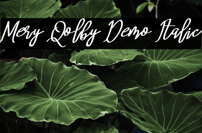 Mery Qolby Demo Italic Example 3