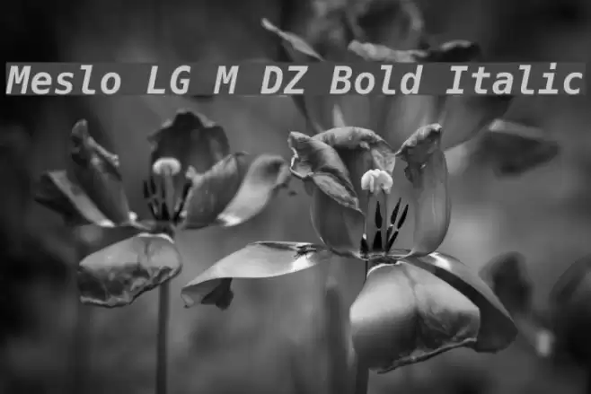 Meslo LG M DZ Bold Italic Polices examples