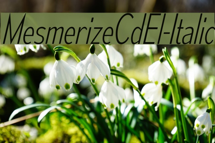 MesmerizeCdEl-Italic Font examples