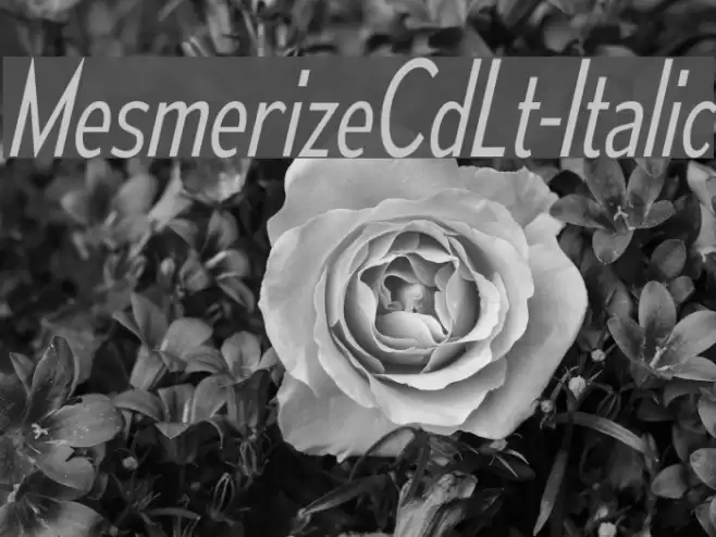 MesmerizeCdLt-Italic Font examples