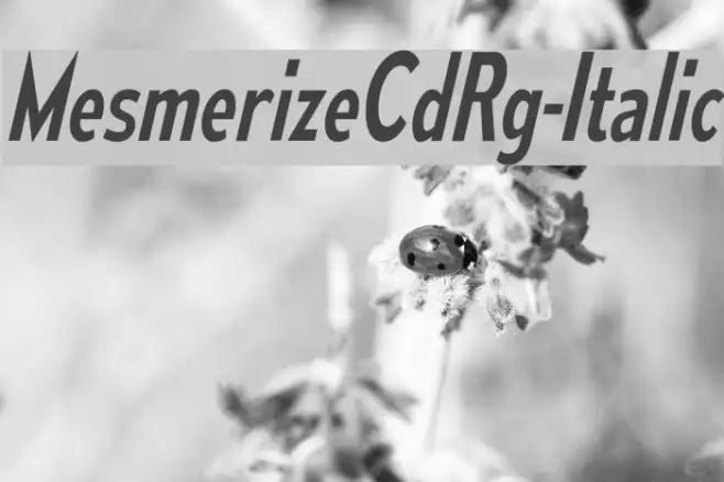 MesmerizeCdRg-Italic Example 1