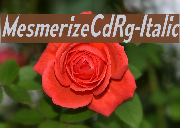MesmerizeCdRg-Italic Font examples