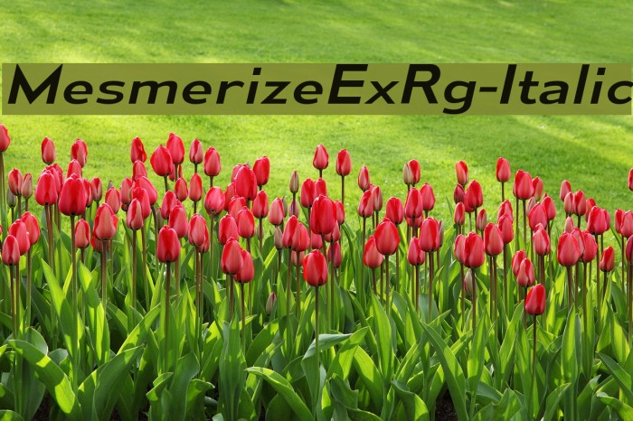 MesmerizeExRg-Italic Font examples