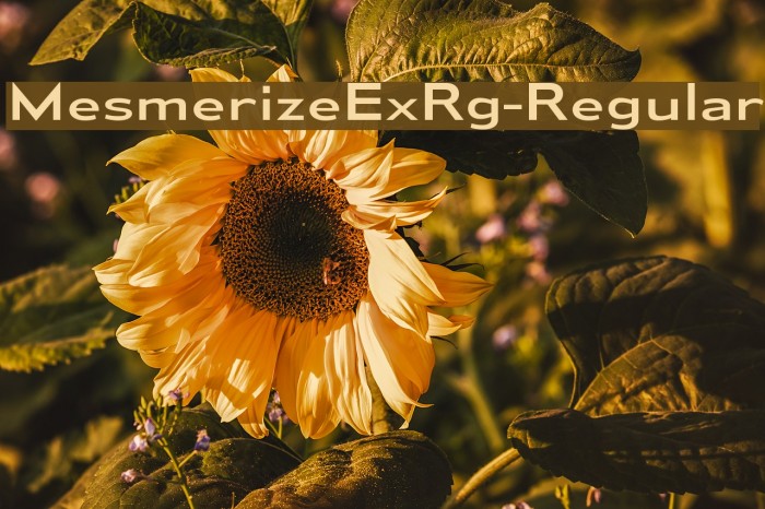MesmerizeExRg-Regular Font examples