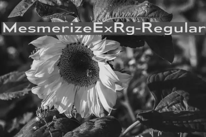 MesmerizeExRg-Regular Example 2