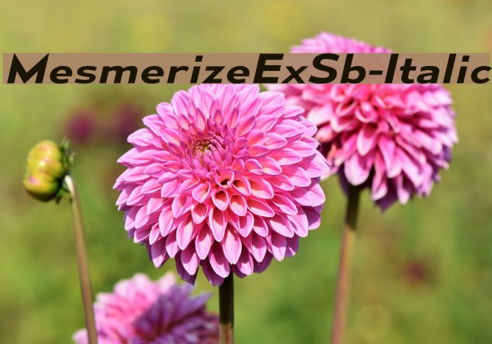 MesmerizeExSb-Italic Font examples